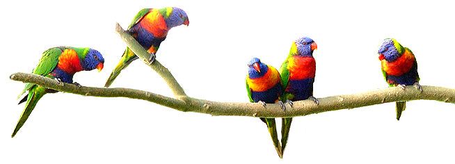 a group of curious lorikeets pose for the camera