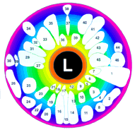 Positions in the left iris