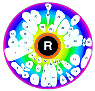 Positions in the right iris