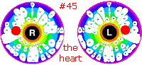 heart positions