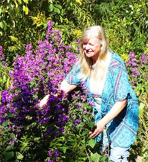 Natural medicines - one of my great joys - Trijntje checking the ribbon weed