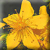 Saint Johns Wort Hypericum perforatum a potent natural antidepressant