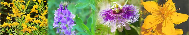 a special blend of potent herbs to create our Blues Buster Herbal Tea