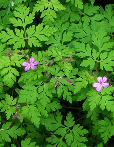 Regarded as a “noxious weed” by officialdom