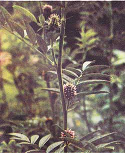 illustration from the Encyclopedia of Herbs and Herbalism