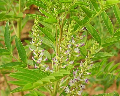 Flowers of the Liquorice plant