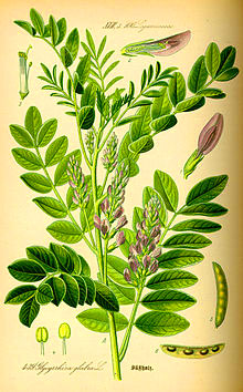 a botanical drawing of the Liquorice plant 