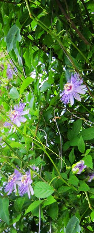 Passion Flower vine