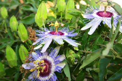 Passion Flower flowers on a vine in the garden 