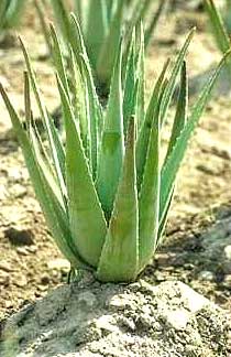 Aloe Vera aka Aloe barbadensis miller