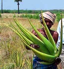 An Aloe Vera after harvesting whole