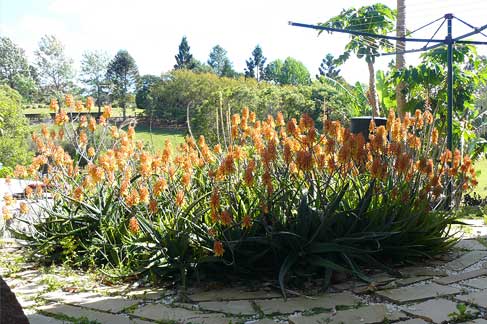 aloes at Middle Path 