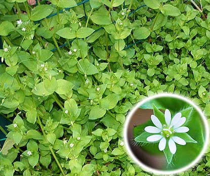 Chickweed Stellaria media fabulous fat fighter