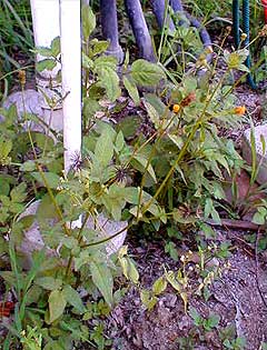 Cobblers pegs are everywhere - facetiously named Farmers Friends they have indeed become our friends