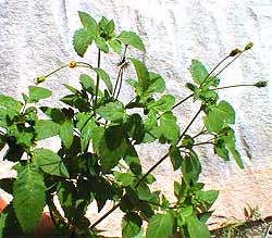 Cobblers Pegs -  Bidens Pilosa