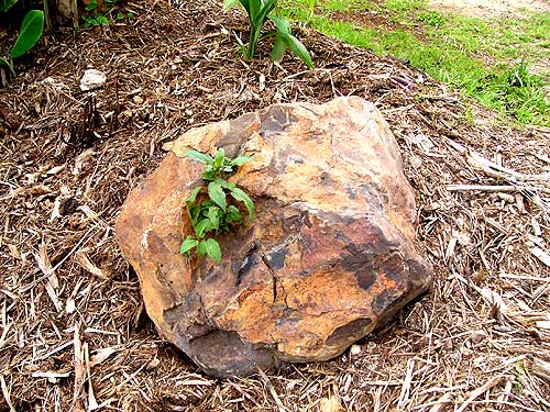 Cobblers Pegs growing on a rock with no soil