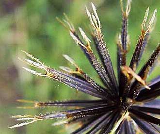 The extraordinarily-efficient barbs of the Cobblers Pegs seed casings