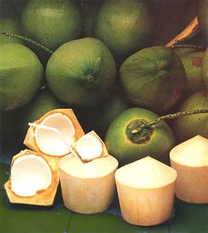 The coconut - a great gift of nature
