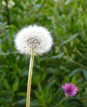 dandelion Taraxacum Officinale seed head ready for the wind to do the work