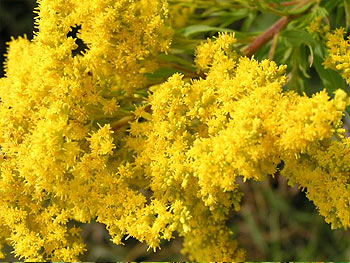 The rich and vibrant golden glow from the flowers will cheer anyone up