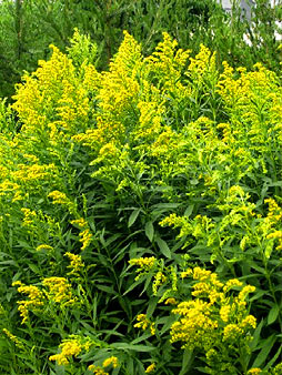 Golden rod can quickly mass into a joyous impenetrable thicket which the bees love 