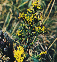Goldeb Rod () in full bloom 