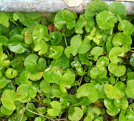 Gutu Kola / Guta Kola / Gotu Kola Hydrocotyle asiatica