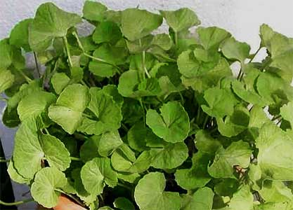 Gutu Kola / Guta Kola / Gotu Kola Hydrocotyle asiatica