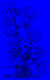 Gutu Kola / Guta Kola / Gotu Kola ~ Hydrocotyle asiatica 