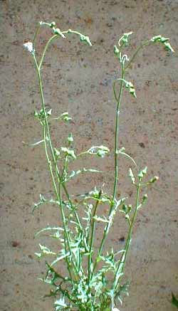 Milk Thistle (Marian Thistle) - Silybum Marianul - L. Gaertn Compositae