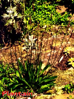 Ribwort