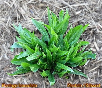 Ribwort or Plantain - one of Middle Paths Wonder Weeds and Miracle worker