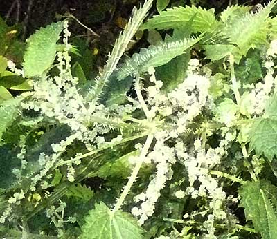 Stinging Nettle (Urtica dioica, Linn) Family Urticaceae