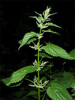 Stinging Nettle (Urtica dioica, Linn) Family Urticaceae