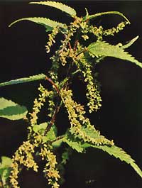 Stinging Nettle Nettle Common Nettle Urtica dioica  L URTICACEAE 