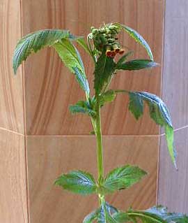 Thickhead Crassocephalum Crepidioides