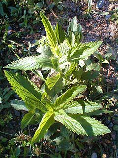 Vervain - Verbena officinalis