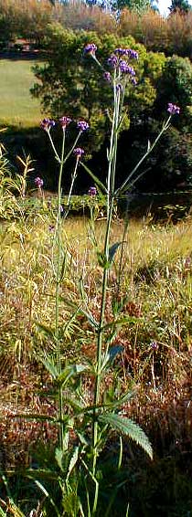 Vervain - Verbena officinalis