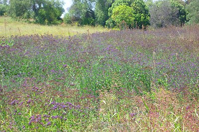 a dry creek bed filled with vervain in SE Qld 