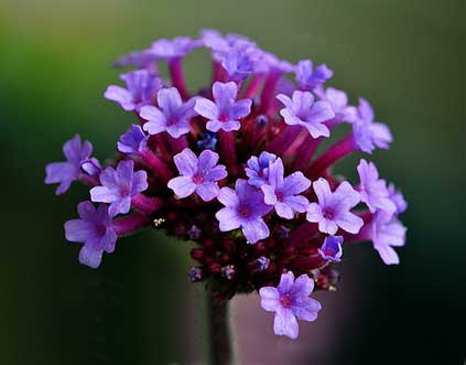 close up of Vervain flowers 