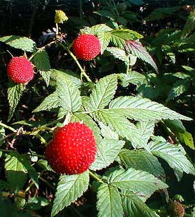 Wild Raspberry Rubus Rosifolius at Middle Path