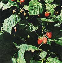 Wild Raspberry Rubus Rosifolius ROSACEAE