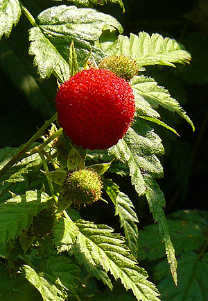 Wild Raspberry, Mauritius raspberry, or thimbleberry at Middle Path