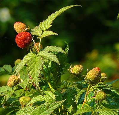 Wild Raspberry fruits