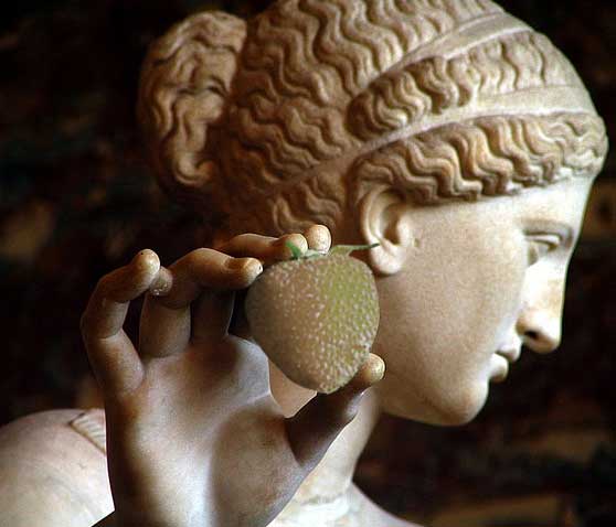 the ancients respected the Wild Raspberry