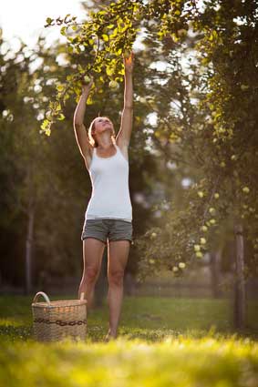 girl picking apples