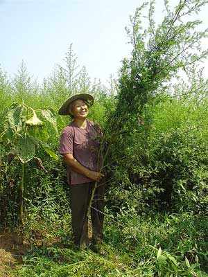 Harvesting Wormwood  Artemisia Annua