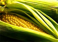 Cornstarch is derived from corn and can be used to clean windows, polish furniture, shampoo carpets and rugs, and starch clothes