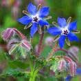 Borage - a lovely blue flower