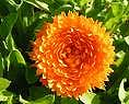 Calendula flower 